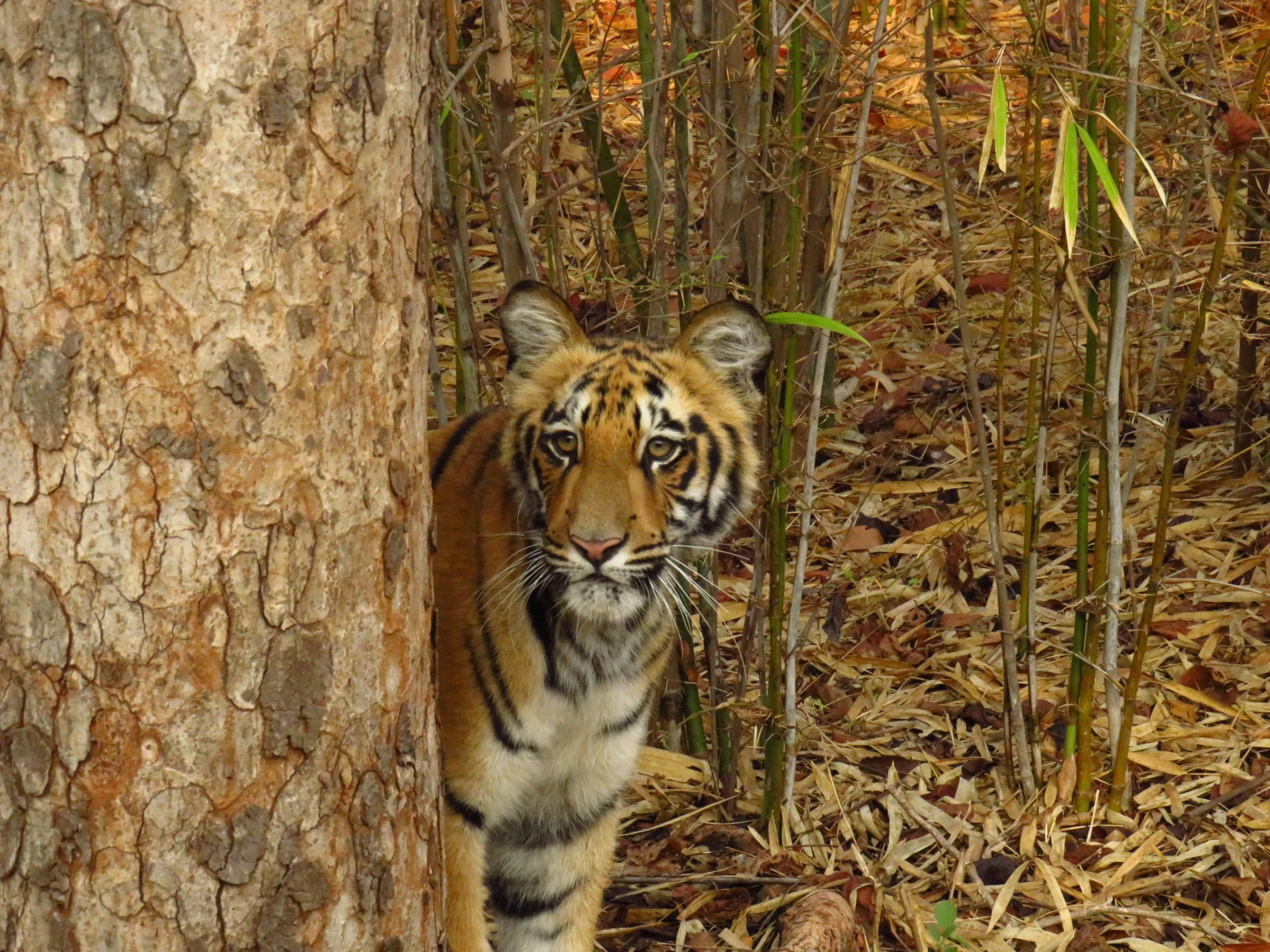 Exploring the Untamed Beauty of Tadoba-BlogCover