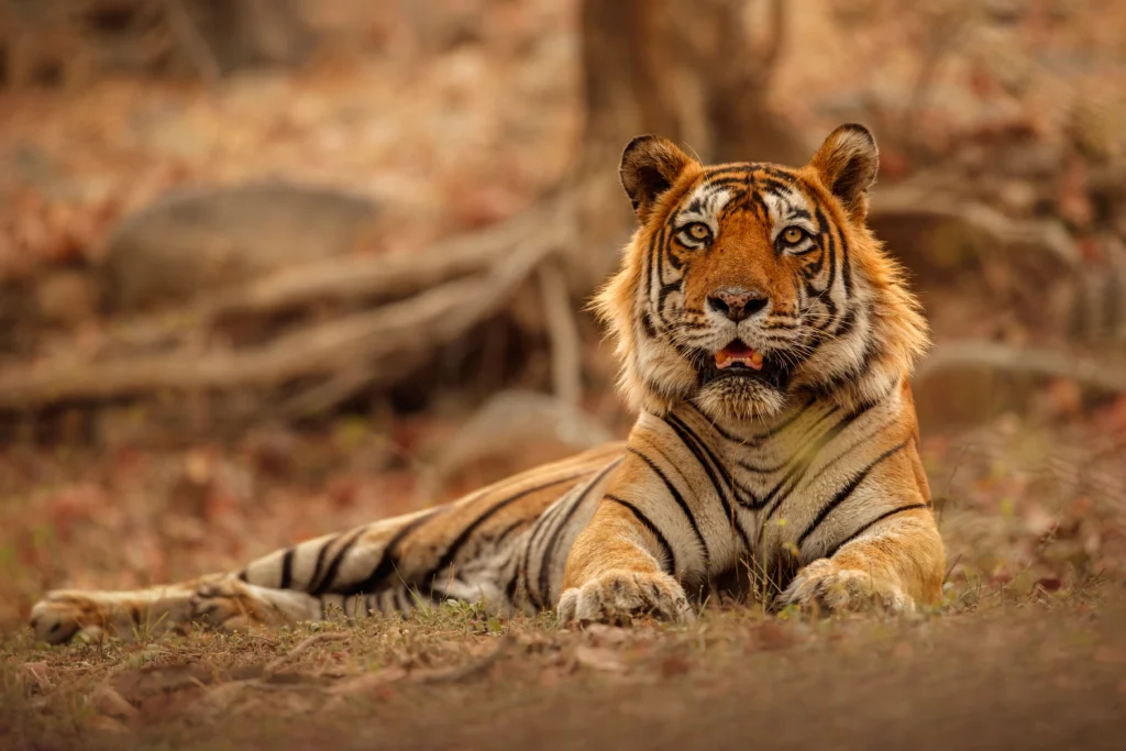amazing-bengal-tiger-nature