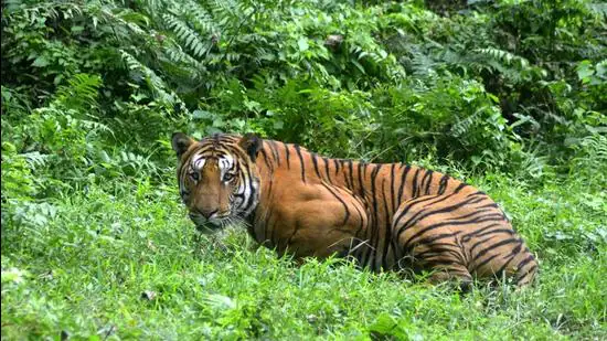 india's prime tiger habitat