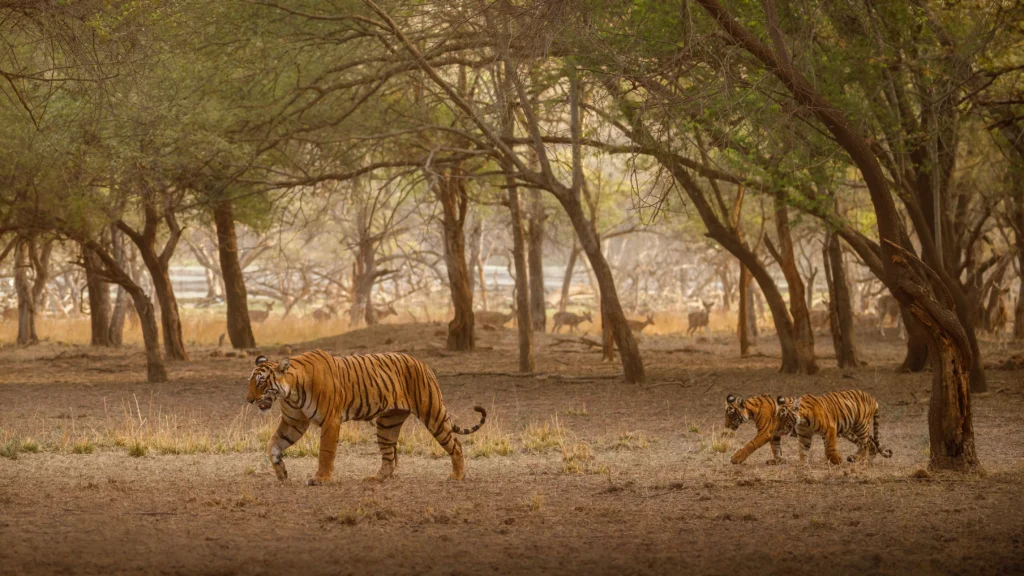 Tiger Reserve In Maharashtra