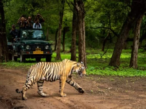 Wild life safari in india