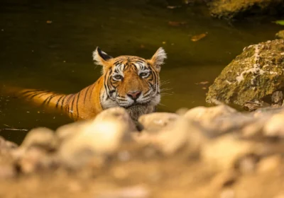Why India Is the Best Country for Tiger Safaris