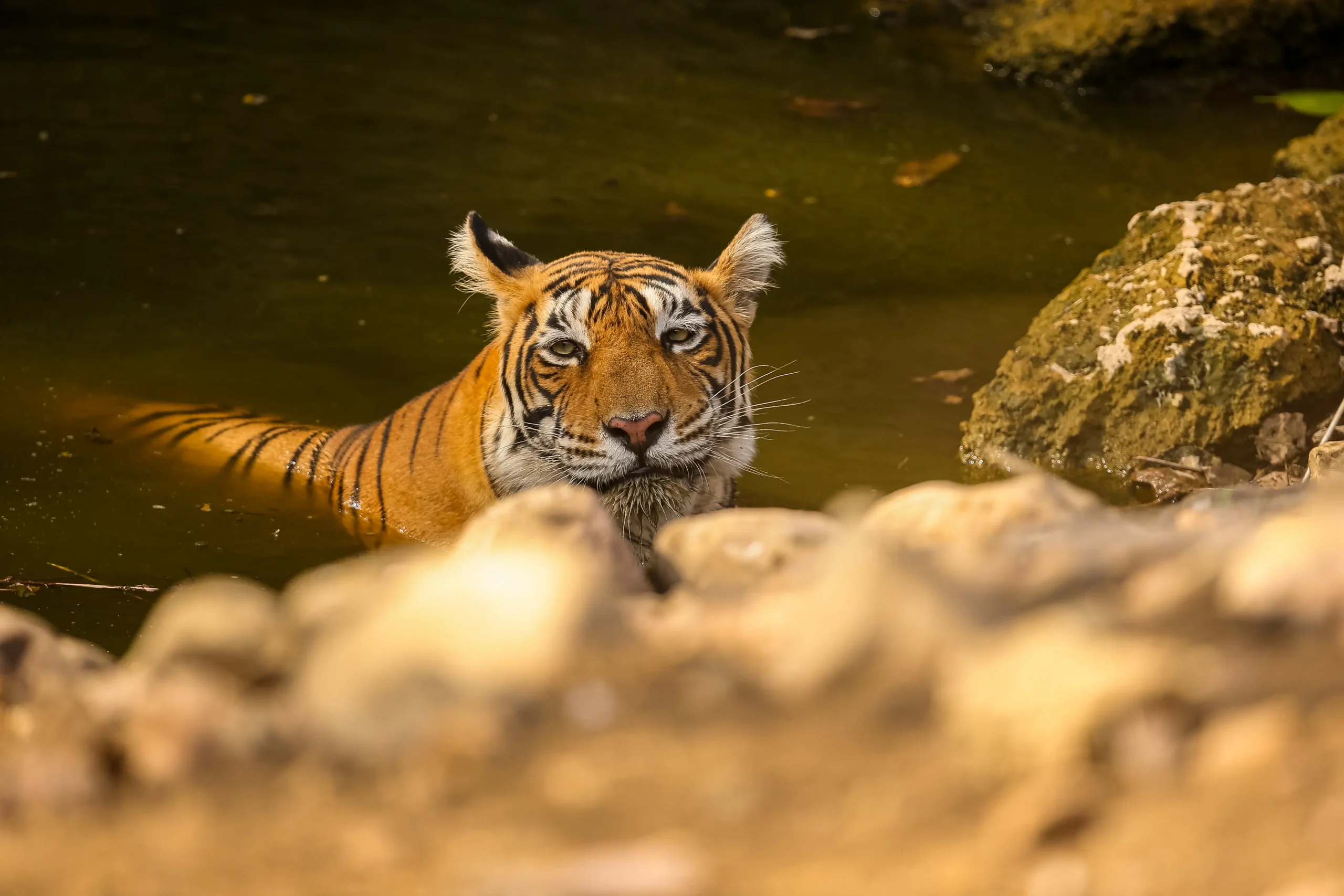 Why India Is the Best Country for Tiger Safaris